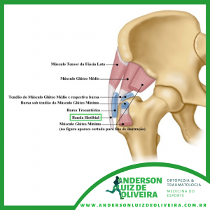 Figura 1. Anatomia dos tendões e bursas do Quadril